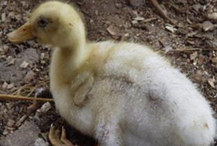 注射鴨漿膜炎苗注意事項(xiàng)