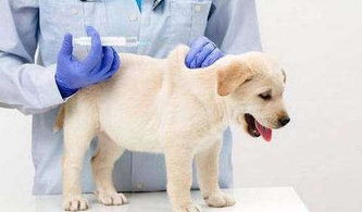 狗狗剛到家注意事項(xiàng)