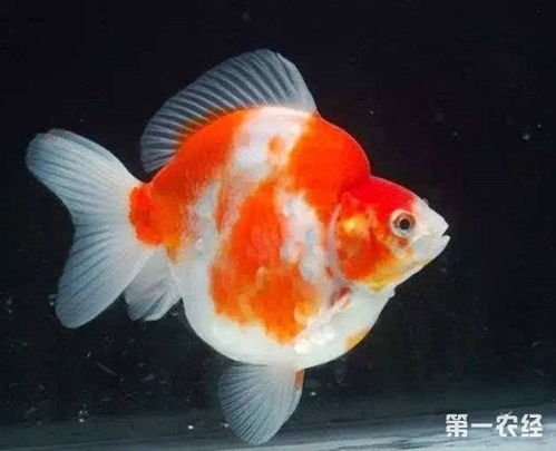 鎦金金魚注意事項(xiàng)