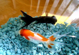 養(yǎng)紅草魚的注意事項(xiàng),魚缸養(yǎng)草魚能養(yǎng)大嗎,養(yǎng)小紅草魚的注意事項(xiàng)