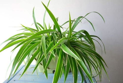 吊蘭盆栽種植方法和注意事項(xiàng)