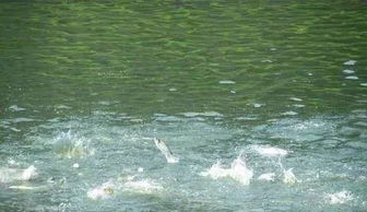 注意事項,魚換塘