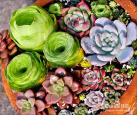 多肉花種子怎么種植方法和注意事項