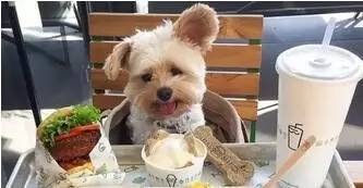 狗狗老了注意事項