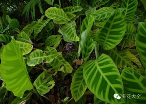 美麗竹芋的養(yǎng)殖方法和注意事項夏天,紅美麗竹芋的養(yǎng)殖方法和注意事項,綠美麗竹芋的養(yǎng)殖方法和注意事項