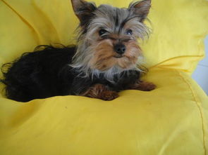 約克夏打育苗前后注意事項(xiàng)