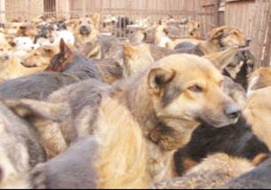 養(yǎng)植肉狗的注意事項(xiàng)