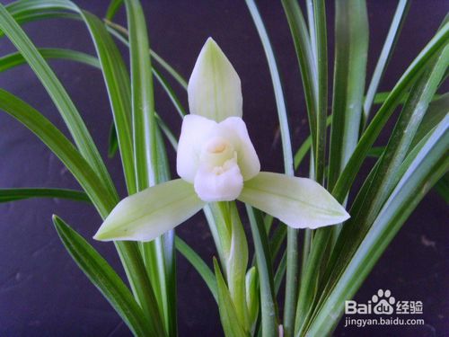 養(yǎng)殖,注意事項,方法