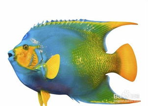 魚缸加新魚的注意事項(xiàng)