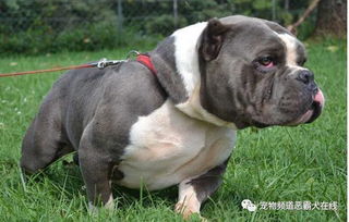 養(yǎng)惡霸犬的注意事項,養(yǎng)泰迪狗注意事項,養(yǎng)奶狗注意事項