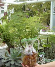 一抹,繁殖,注意事項,方法