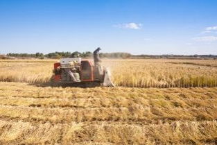 尿素青儲玉米桔的飼喂注意事項