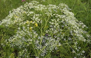 春季防風(fēng)注意事項,防風(fēng)安全注意事項,防風(fēng)除草劑注意事項