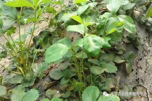 花卉葉面噴水時(shí)間注意事項(xiàng)