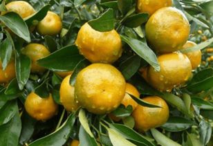 柑子樹(shù)修枝注意事項(xiàng)