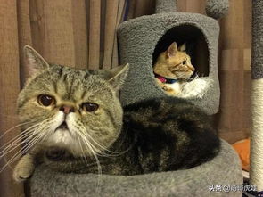 注意事項,去機場,寵物