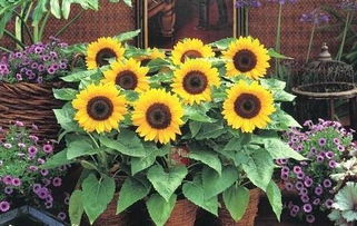 向日葵發(fā)芽之后需要注意事項(xiàng)