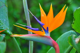 養(yǎng)鶴望蘭注意事項(xiàng)