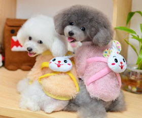 拉毛注意事項寵物