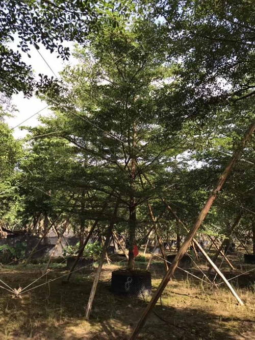 農村租地注意事項,租地需要注意事項,草莓苗種植注意事項