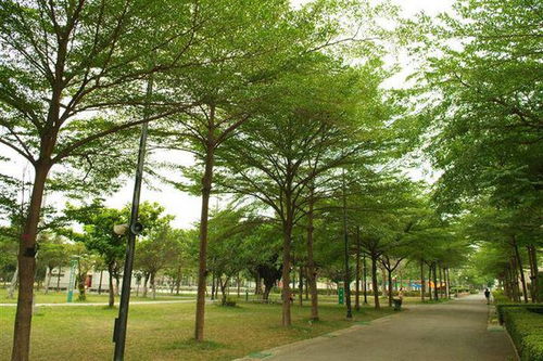 小葉,移植,注意事項(xiàng)