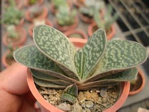 子寶的養(yǎng)殖方法和注意事項