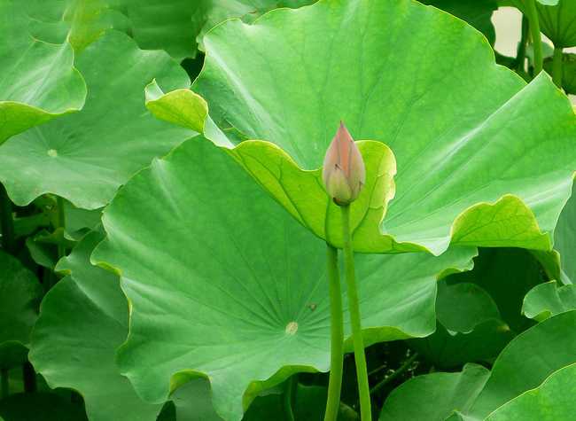 荷葉煮水注意事項(xiàng)