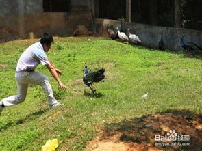 游深圳動物園注意事項
