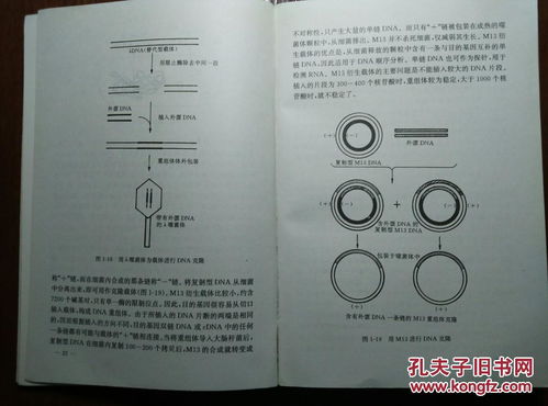 原位雜交注意事項