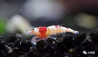 脫殼,要注意,事項