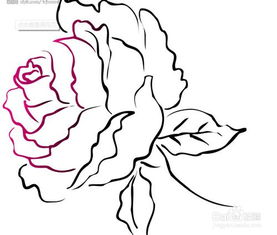 花期,牡丹,注意事項(xiàng),管理