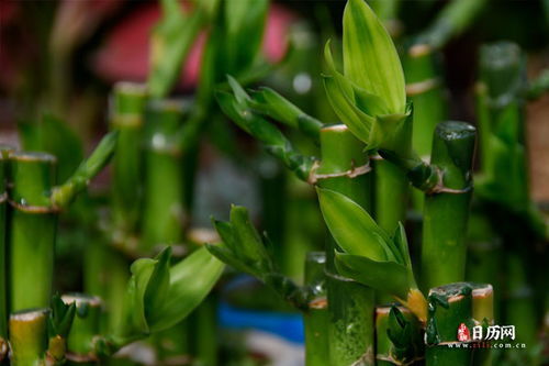 2021年立春注意事項,2022年立春注意事項,立春交運注意事項