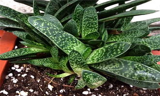 子寶的養(yǎng)殖方法和注意事項,多肉子寶的養(yǎng)殖方法和注意事項,子寶花的養(yǎng)殖方法和注意事項