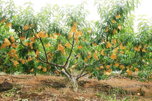 冬天種植桃樹(shù)注意事項(xiàng),桃樹(shù)冬季修剪注意事項(xiàng),桃樹(shù)移栽注意事項(xiàng)