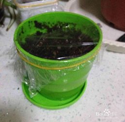 薄荷,種植,注意事項,種子