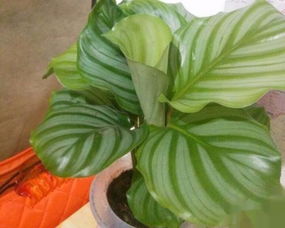 綠蘿的養(yǎng)殖方法和注意事項,大葉綠蘿的養(yǎng)殖方法和注意事項,綠蘿柱的養(yǎng)殖方法和注意事項詳解