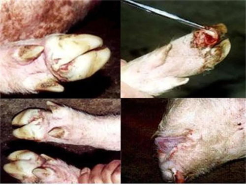 打口蹄疫苗的注意事項(xiàng),豬注射口蹄疫疫苗的注意事項(xiàng),母牛打口蹄疫疫苗的注意事項(xiàng)