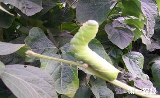 白蟲(chóng)的養(yǎng)殖方法和注意事項(xiàng),豆青蟲(chóng)養(yǎng)殖及供蟲(chóng)苗地址,豆青蟲(chóng)養(yǎng)殖騙局