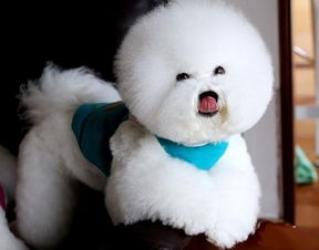 驅(qū)蟲(chóng),體外,五個(gè)月,注意事項(xiàng)