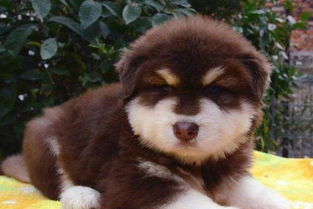 阿拉斯加犬注意事項(xiàng)