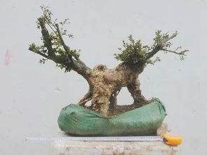 秋天移栽梅花應(yīng)注意事項(xiàng)