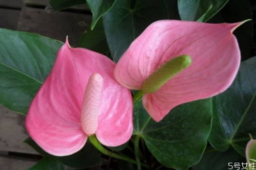 注意事項(xiàng),紅掌