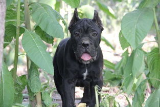 小卡斯羅飼養(yǎng)注意事項