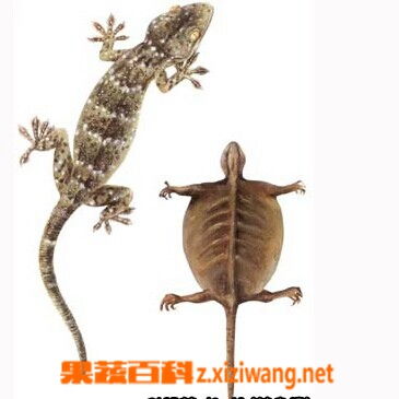 蛤蚧,食用,注意事項(xiàng)