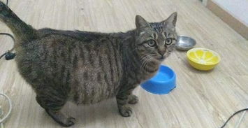 貓咪,注意事項,產(chǎn)仔