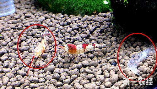 河蝦脫殼注意事項,小龍蝦脫殼注意事項,螃蟹脫殼注意事項