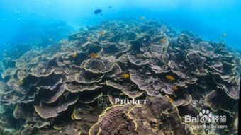 注意事項(xiàng),天涯