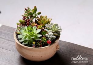 秋天養(yǎng)花注意事項