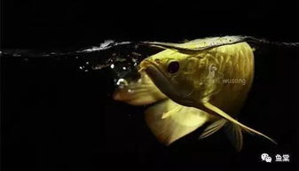 魚缸剛開注意事項(xiàng)