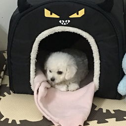 冠狀,細(xì)小,小狗,注意事項